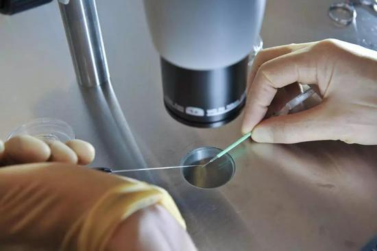 人类胚胎的基因改造。日期为11/08的档案照片显示，胚胎被放置在即时冷冻的玻璃板上，科学家首次获准对人类胚胎进行基因改造。图片来源：ben birchar/pa wirex-pa