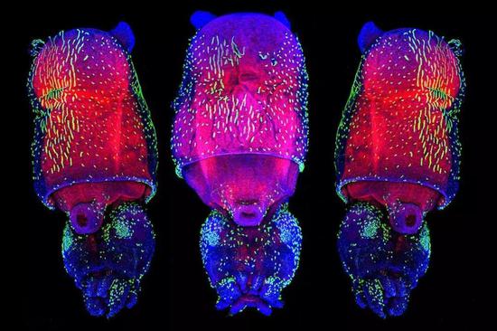 WANG CHI LAU/EMBRYOLOGY COURSE AT THE MARINE BIOLOGICAL LABORATORY