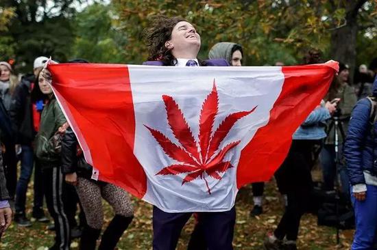 加拿大将迎来大麻研究的结果丰收季。来源：Carlos Osorio/Reuters