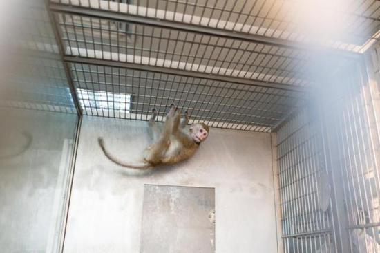 第一代生物节律核心基因bmal1缺失的猕猴,正是它为5只克隆猴提供了体细胞