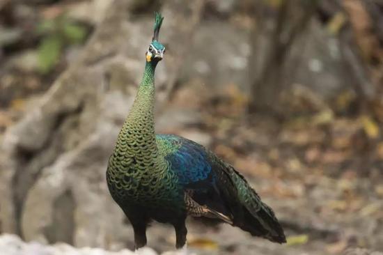 建水电站会 淹死 绿孔雀吗 云南 绿孔雀 东南亚 新浪科技 新浪网 建水电站会 淹死 绿孔雀吗 云南 绿孔雀 东南亚 新浪科技 新浪网