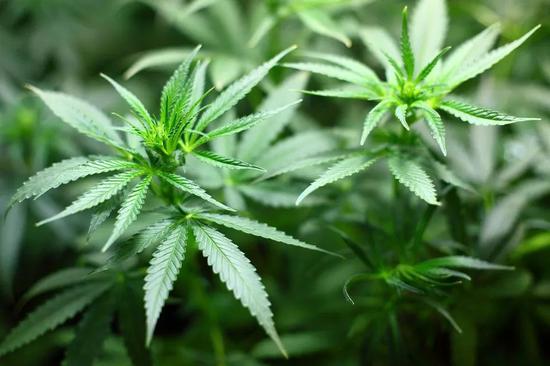  大麻中包含的多种活性物质统称大麻素，它们的医疗用途是当下热门的研究方向。| 图片来源：Pixabay