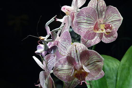 愈加完善的口袋相机 索尼黑卡RX0 II评测(6)