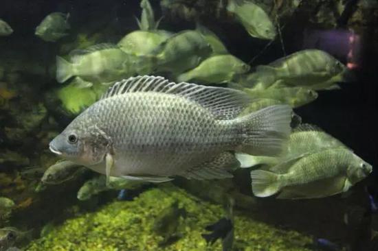 罗非鱼Oreochromis mossambicus（源自维基百科）