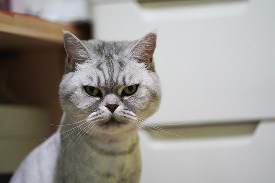 一脸鄙视的喵星人