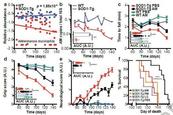 ▲随着ALS小鼠运动功能恶化，AM菌的丰度降低；补充AM菌，小鼠的运动功能提高，生存期延长（图片来源：参考资料[1]）