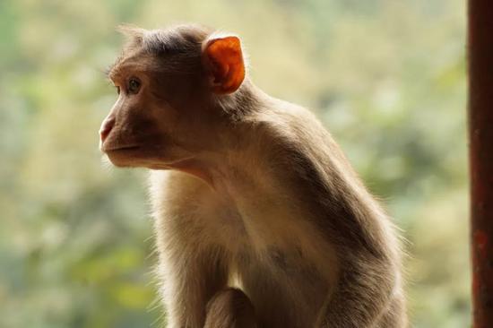 许多科学家指出，培育人-猴混合胚胎，在伦理与科学上均有不小的问题（图片来源：Pexels；作者：Ritwick Maindargi）