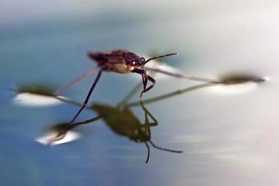 水蜘蛛为何能在水面行走？（图片来源：google）