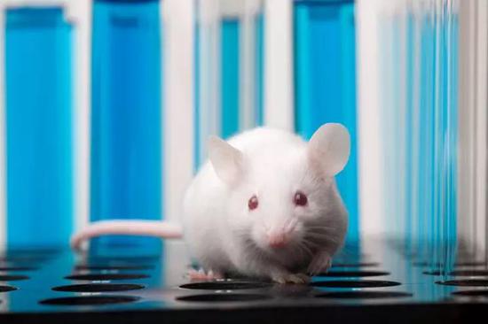 小白鼠是用的比较多的试验动物之一 
