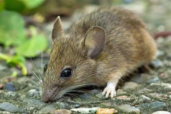 一只姬林小鼠（图片来源：Wikipedia）