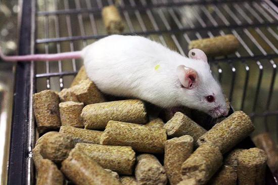 大量实验小鼠将被迫处死。图片来源：PLoS