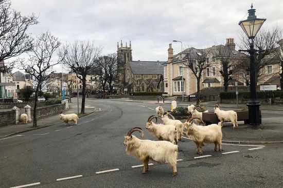 ▲兰迪德诺街上的山羊（图源： nytimes.com）