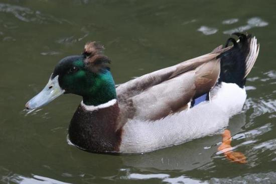 ▲包括绿头鸭在内的雁鸭类水鸟,是禽流感的宿主,所以一些专家反对将绿头鸭列入《目录》(图片来自网络)