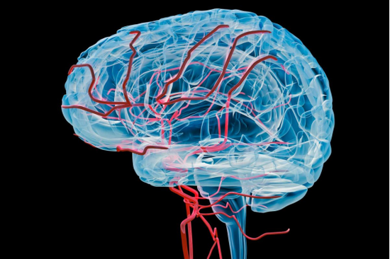  大脑中的血液流动，帮助大脑散热（图片来源：南加州大学）