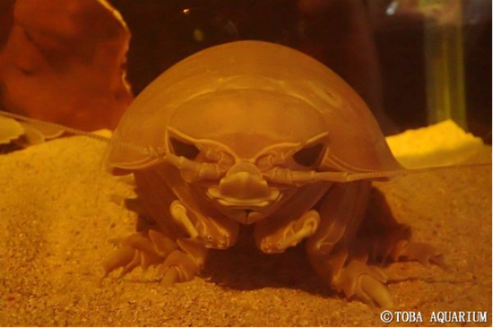 ..三重县水族馆的一只大王具足虫时隔两年再次发生了排便