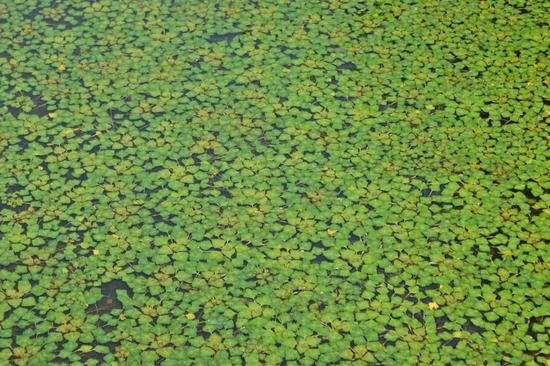 新浪科技综合@你吃的菱，是2角、4角还是0角？新浪科技综合2020-07-24 10:55:580阅