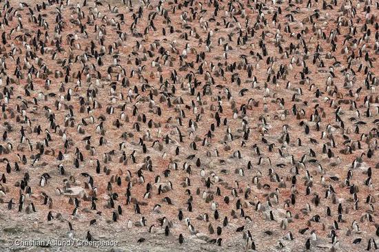 南极象岛上的帽带企鹅种群。© Christian Aslund / Greenpeace