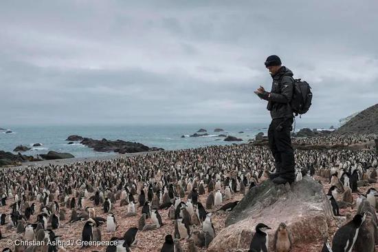 诺亚·斯特莱克正在用人工方式计数帽带企鹅的数量。© Christian Aslund / Greenpeace