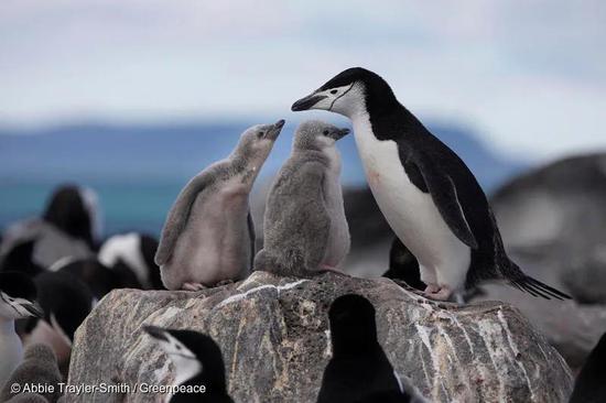 南极帽带企鹅和新生的小企鹅。© Abbie Trayler-Smith / Greenpeace