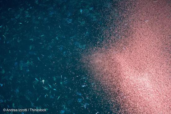 南极海域中巨大的南极磷虾群。© Andrea Izzotti / Thinkstock