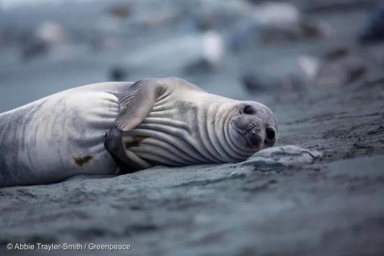 南极象岛上的象海豹。© Abbie Trayler-Smith / Greenpeace
