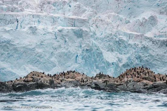 南极象岛一座冰川前的帽带企鹅种群。© Christian Aslund / Greenpeace