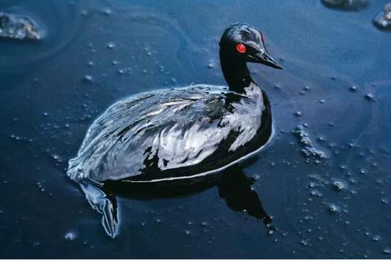 #新浪科技综合#毛里求斯超1000吨燃油泄露，民众争相捐头发拯救蓝海新浪科技综合2020-08-14 16:05:070阅