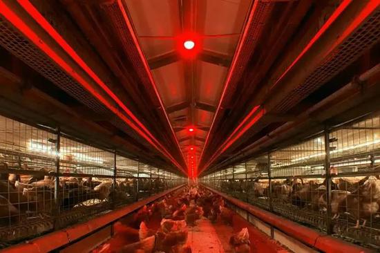 [环球科学]大型养鸡场为何总那么昏暗？那是为了避免可怕的事发生啊环球科学2020-08-18 09:52:240阅