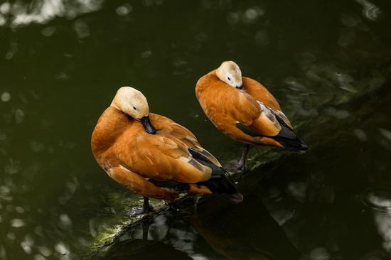 「中关村在线」谁是性价比之王 佳能EOS R6对比索尼A7 III中关村在线2020-08-25 06:50:000阅