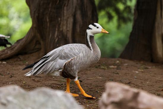 「中关村在线」谁是性价比之王 佳能EOS R6对比索尼A7 III中关村在线2020-08-25 06:50:000阅