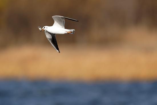 新浪科技综合：东芝存储的延续 铠侠EXCERIA PRO SD卡评测新浪科技综合2020-09-01 06:53:040阅