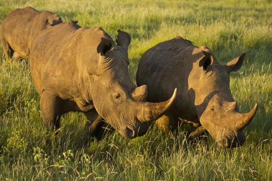 南部白犀牛（Ceratotherium simum simum），肯尼亚 © Martin Harvey / WWF
