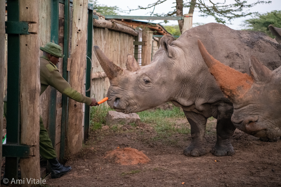 Najin与她的饲养员 Zacharia Mutai © Cesare Galli / Avantea / Ol Pejeta