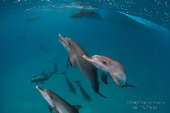 图 | Liah McPherson / Wild Dolphin Project