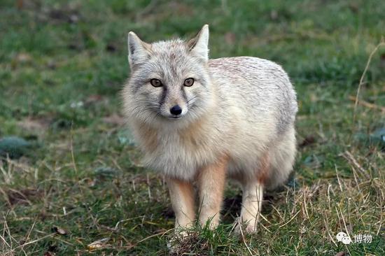 ɳ�� ͼƬ���ԣ�wikicommon