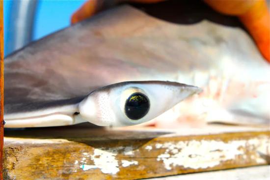 位于两侧的眼球使双髻鲨有更广阔的视野。图:Carolina’s marine lab / Flickr