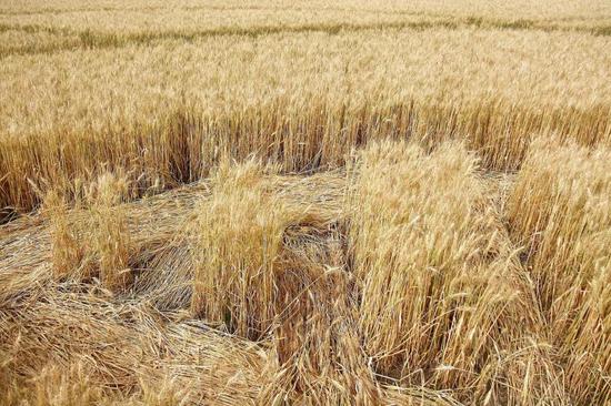 麦子沿着同一个方向倒伏图/Wikimedia