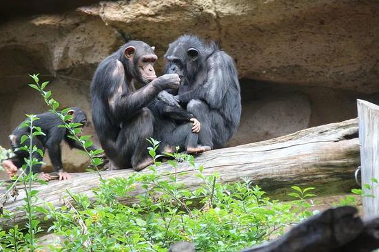 黑猩猩易感黄热病毒