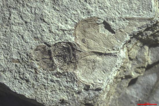 玉门鞘蠊化石标本。中科院南京地质古生物研究所供图。