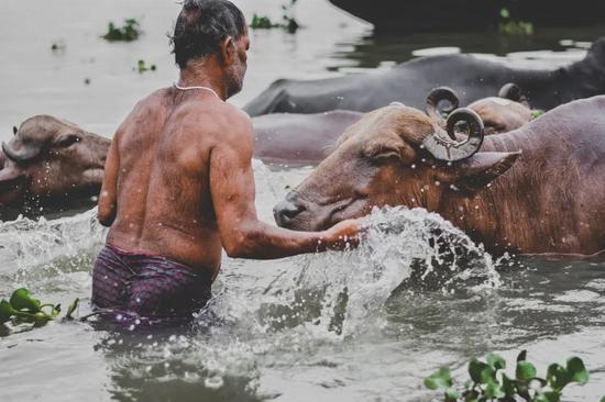 牛在印度被奉为圣物，而牛粪、牛尿则被印度教认为是可以“包治百病”的“神药”。/ Unsplash