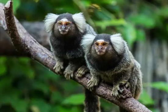疫情之下实验猴遭疯抢，全球“一猴难求”还要持续多久？