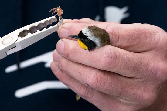 研究人员在给小型鸟类戴脚环 