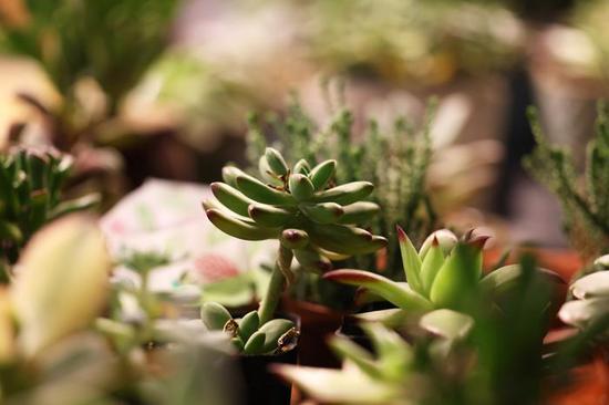 新浪科技综合|最大1.4倍放大倍率 佳能RF100mm F2.8 L MACRO IS USM评测