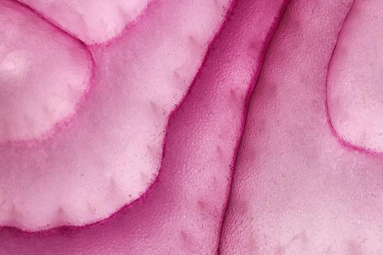 新浪科技综合|最大1.4倍放大倍率 佳能RF100mm F2.8 L MACRO IS USM评测