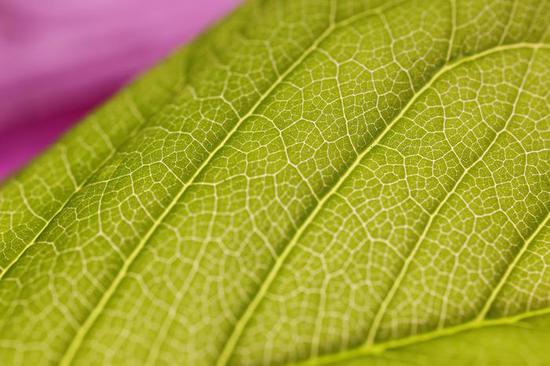 新浪科技综合|最大1.4倍放大倍率 佳能RF100mm F2.8 L MACRO IS USM评测