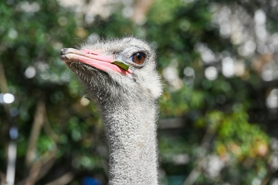 年底电商大促在即 你可以看看这些尼康微单