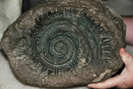 尤金齿目的旋齿鲨Helicoprion，具有奇异的螺旋状牙齿 