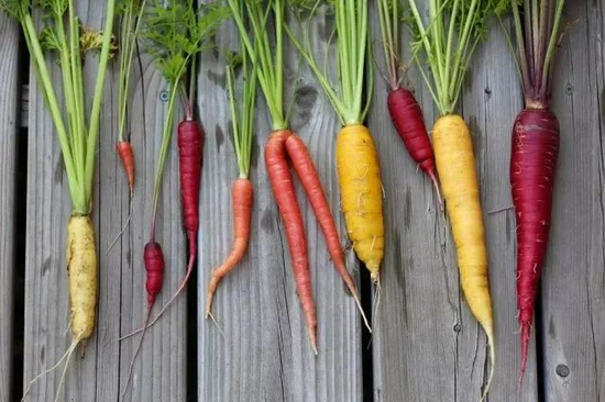 小玉米小番茄小胡萝卜……迷你蔬菜是怎么来的?