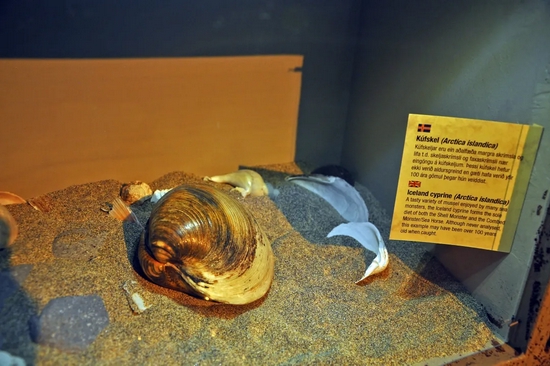 博物馆里的北极圆蛤，这只蛤的寿命也很可能超过了一百岁 