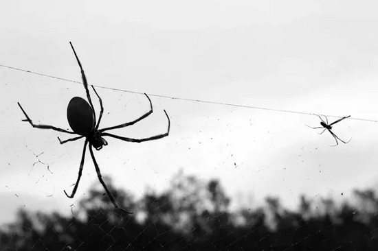 雌雄蜘蛛之间的体型差距非常大，而雄蛛也可能在求偶过程中面临生命危险。